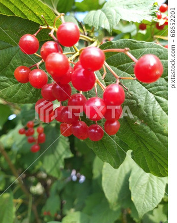 Red viburnum branch in the garden. Viburnum viburnum opulus berries and leaves outdoor in autumn fall. Red viburnum branch in the garden. Viburnum viburnum opulus berries and leaves outdoor in autumn fall. 68652201