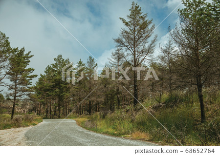 Road passing through burnt forest on rocky landscape Road passing through burnt forest on rocky landscape 68652764