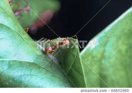 Close up red ant on green leaf in nature at Close up red ant on green leaf in nature at 68652860