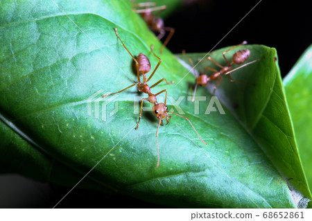 Close up red ant on green leaf in nature at Close up red ant on green leaf in nature at 68652861
