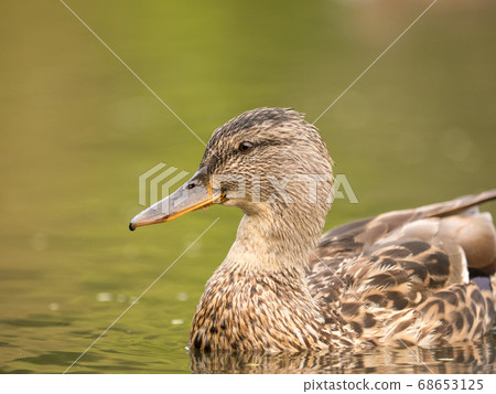 Wild duck at a pond 68653125