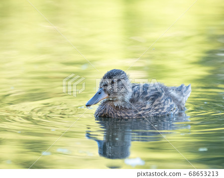 Wild duck at a pond 68653213