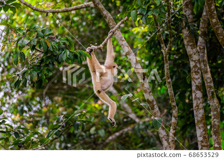Gibbons on trees, tropical rainforest, Khao Yai National Park, Thailand 68653529