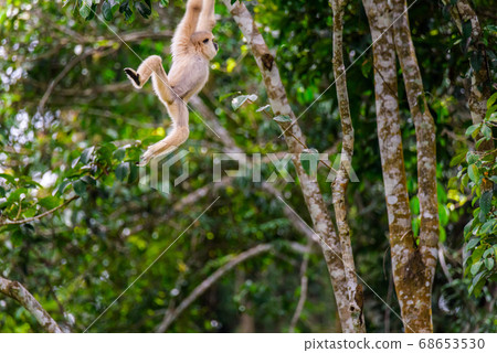 Gibbons on trees, tropical rainforest, Khao Yai National Park, Thailand 68653530