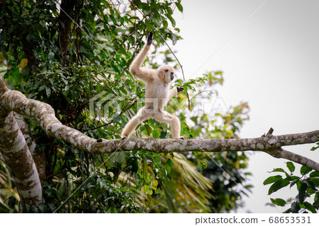 Gibbons on trees, tropical rainforest, Khao Yai National Park, Thailand 68653531