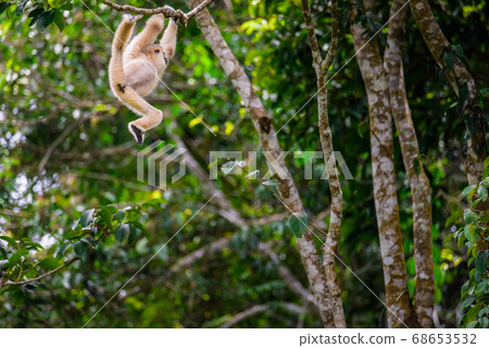 Gibbons on trees, tropical rainforest, Khao Yai National Park, Thailand 68653532