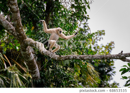 Gibbons on trees, tropical rainforest, Khao Yai National Park, Thailand 68653535