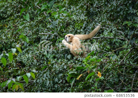 Gibbons on trees, tropical rainforest, Khao Yai National Park, Thailand 68653536