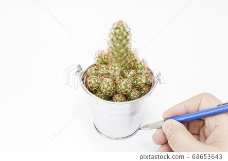 man drawing a cactus in its pot man drawing a cactus in its pot 68653643