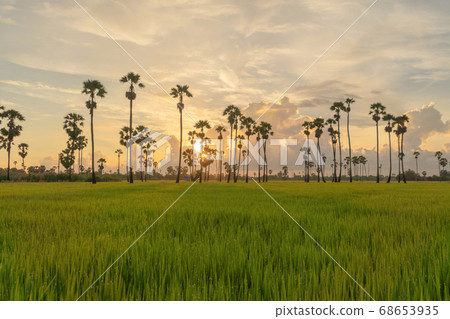 Dong Tan trees in green rice field in national 68653935