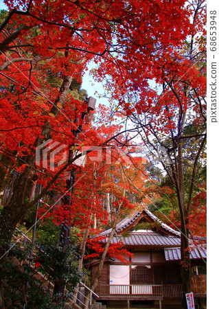 Autumn leaves in the precincts of Shinpusenji Temple (Takatsuki City, Osaka Prefecture) Autumn leaves in the precincts of Shinpusenji Temple (Takatsuki City, Osaka Prefecture) 68653948