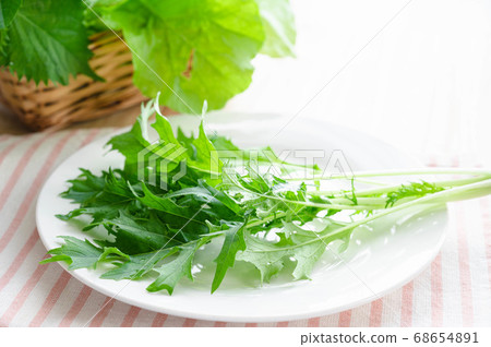 Freshly picked vegetables Mizuna on a plate Freshly picked vegetables Mizuna on a plate 68654891