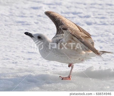 A seagull at the sea does morning exercises. On 68654946