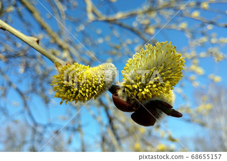 Close-up of yellow pussy willow buds bloom in 68655157