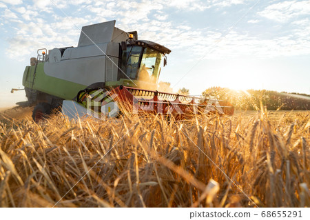 Combine harvester harvests ripe wheat. agriculture image Combine harvester harvests ripe wheat. agriculture image 68655291