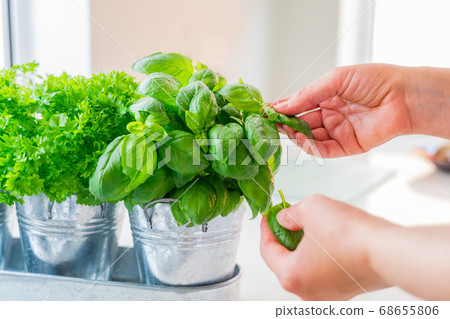 Close up woman's hand picking leaves of basil 68655806