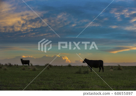 Cows in the field.La Pampa Argentina 68655897