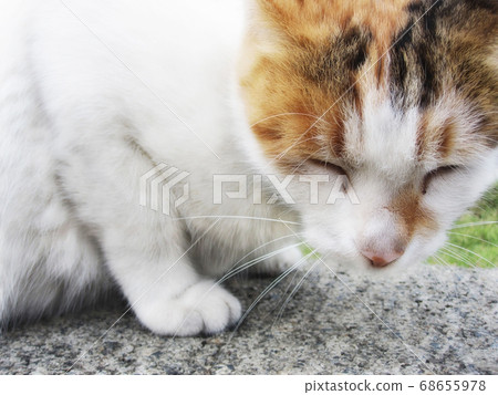 閉眼可愛貓咪特寫 68655978