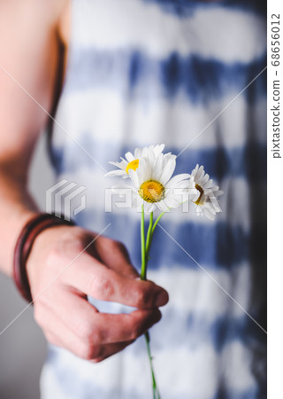 Chamomile flowers in hands Chamomile flowers in hands 68656012