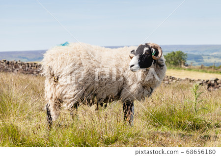 A sheep surveys the North York Moors National Park countryside in Northern England. 68656180