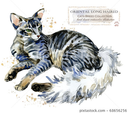 oriental long haired cat. home pet. breed of Cats series. oriental long haired cat. home pet. breed of Cats series. 68656256