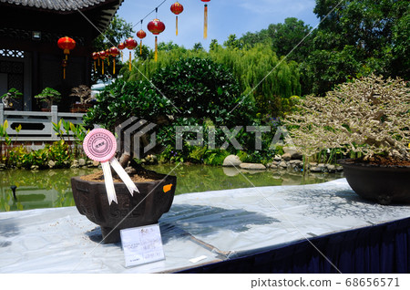PUTRAJAYA, MALAYSIA -MAY 30, 2016: Bonsai tree display for public in Royal Floria Putrajaya garden in Putrajaya, Malaysia. 68656571