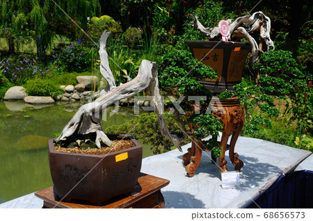 PUTRAJAYA, MALAYSIA -MAY 30, 2016: Bonsai tree display for public in Royal Floria Putrajaya garden in Putrajaya, Malaysia. 68656573