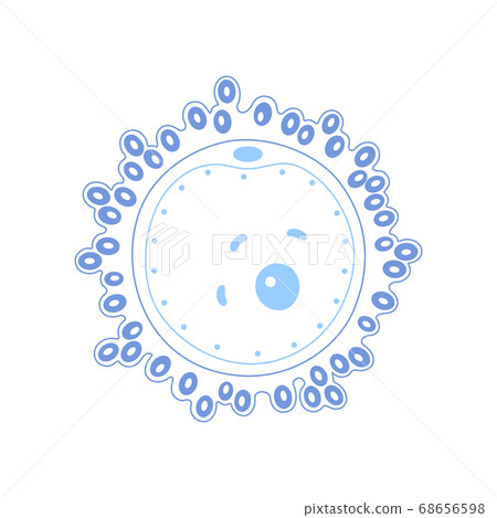 Egg cell anatomy Egg cell anatomy 68656598