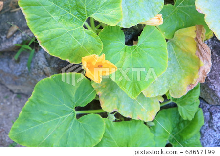 Pumpkin flower Pumpkin flower 68657199
