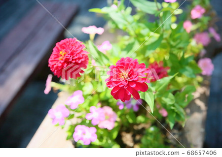 Zinnia Flower Zinnia Flower 68657406