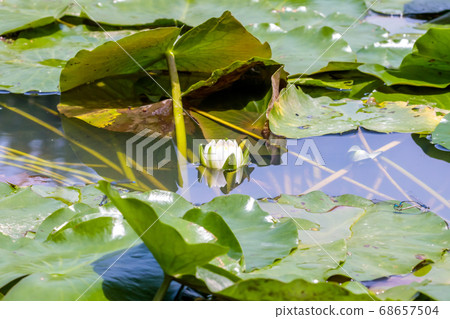 Water lily flower (Tsubomi) Shokoji Temple, Millennium Lotus Pond, Taku City, Saga Prefecture Water lily flower (Tsubomi) Shokoji Temple, Millennium Lotus Pond, Taku City, Saga Prefecture 68657504