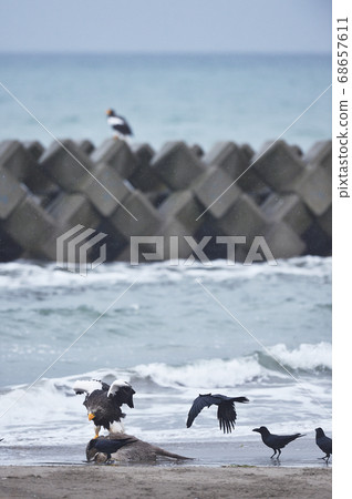 Steller's sea eagle and crows (Hokkaido) Steller's sea eagle and crows (Hokkaido) 68657611
