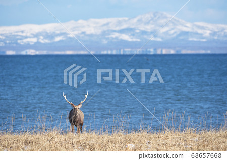 Ezo deer (Hokkaido) appeared on the coast of winter 68657668