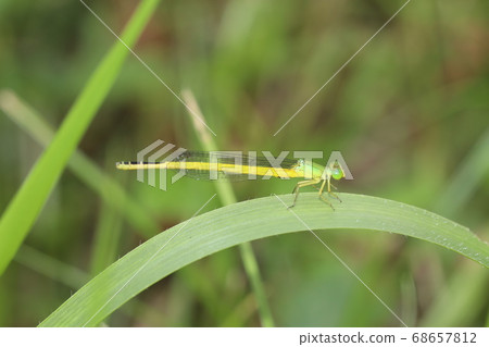 風箏Tsubo 68657812