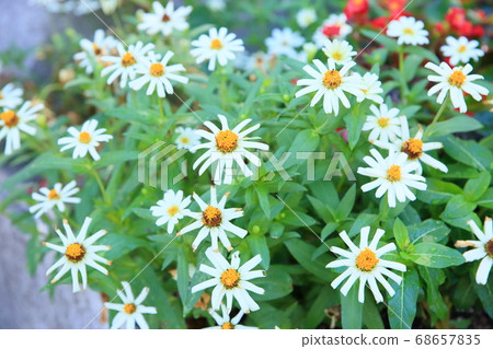 百日草花 百日草花 68657835