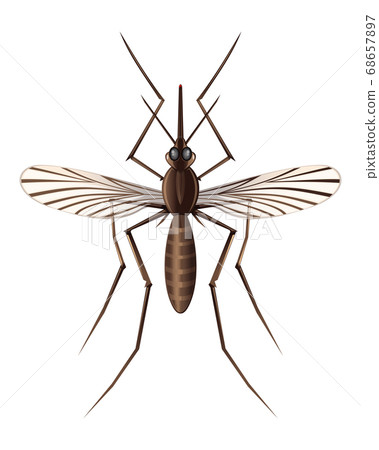 Mosquito Clipart Images – Browse 4,005 Stock Photos, Vectors, and Video |  Adobe Stock