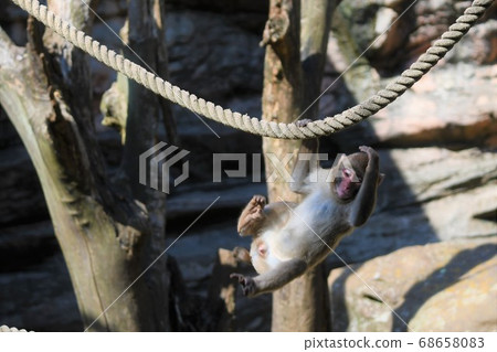 吊猴 吊猴 68658083