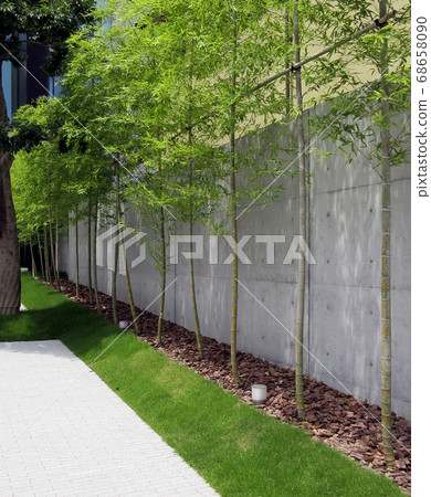 Bamboo Trees Bamboo Trees 68658090