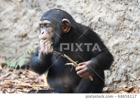 黑猩猩吃一頓飯 68658117