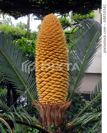 Cycad 68658342