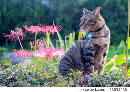 Kijitora坐在孤挺花群集 Kijitora坐在孤挺花群集 68658466