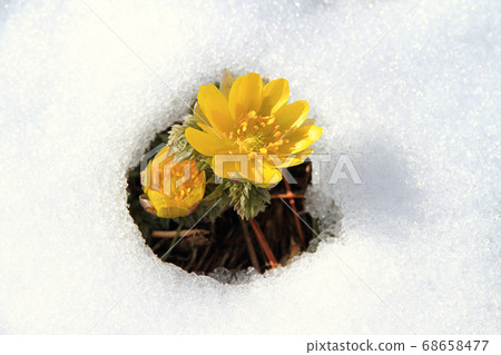 Fukuwakusa剛出雪 Fukuwakusa剛出雪 68658477