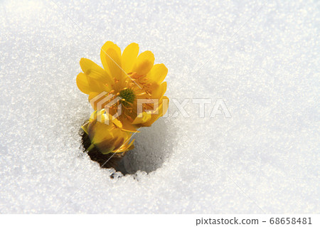Fukuwakusa剛出雪 Fukuwakusa剛出雪 68658481