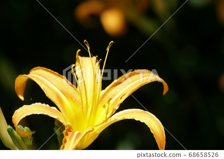 在領域開花的黃色歐亞甘草花 在領域開花的黃色歐亞甘草花 68658526