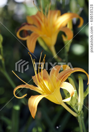 黃色的甘草花開在樹蔭下 68658528