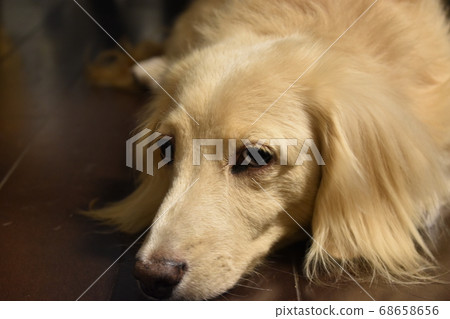 Dachs everyday 68658656