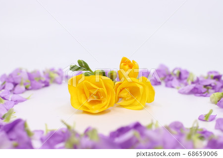 Freesia in purple petals 68659006