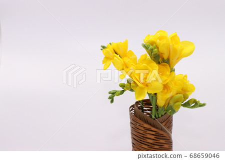 Yellow freesia 68659046