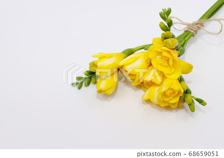 Yellow freesia 68659051