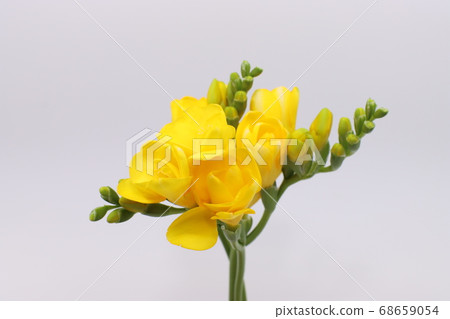 Yellow freesia 68659054